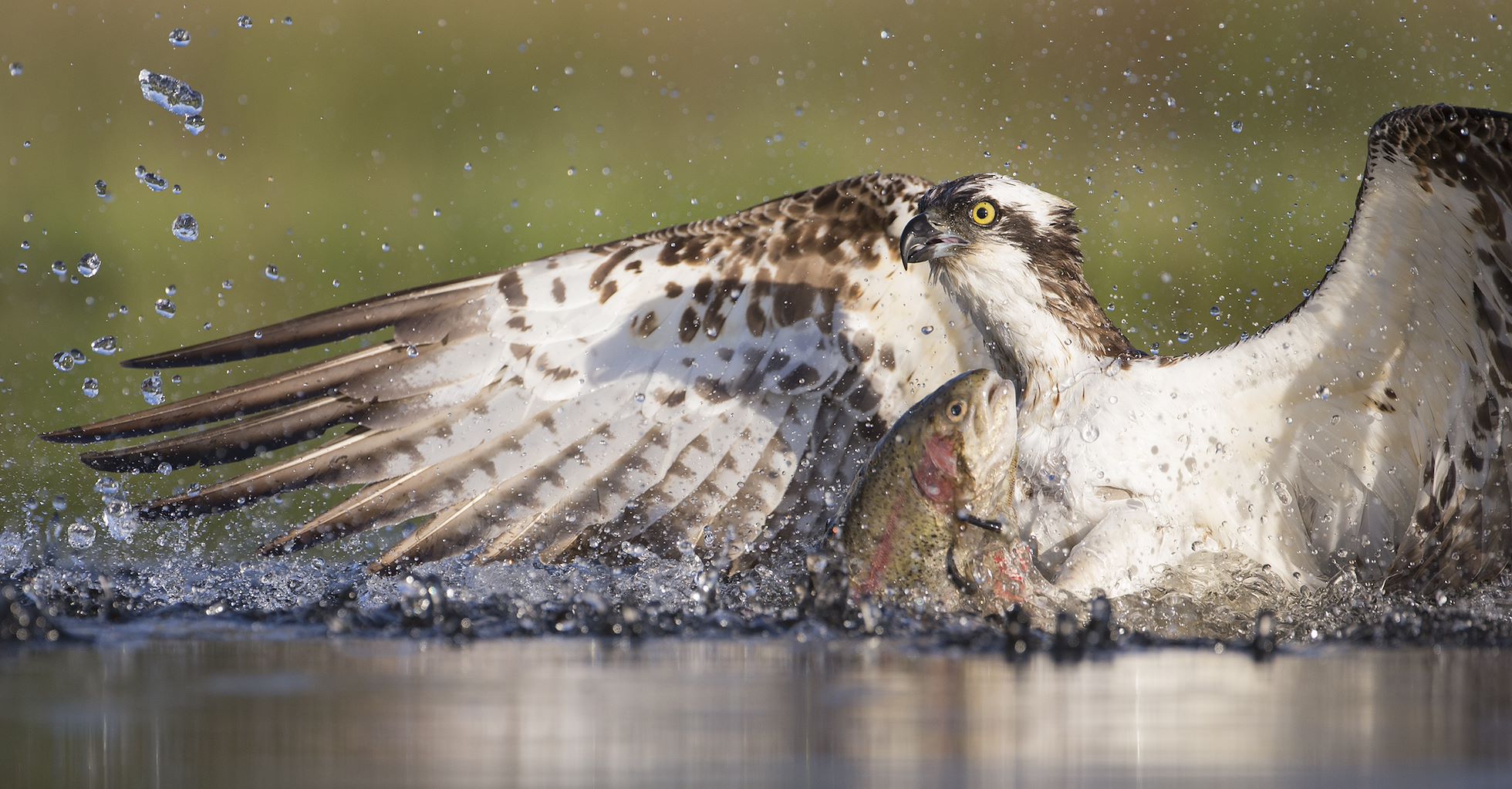 Our Story Osprey Our Story Osprey