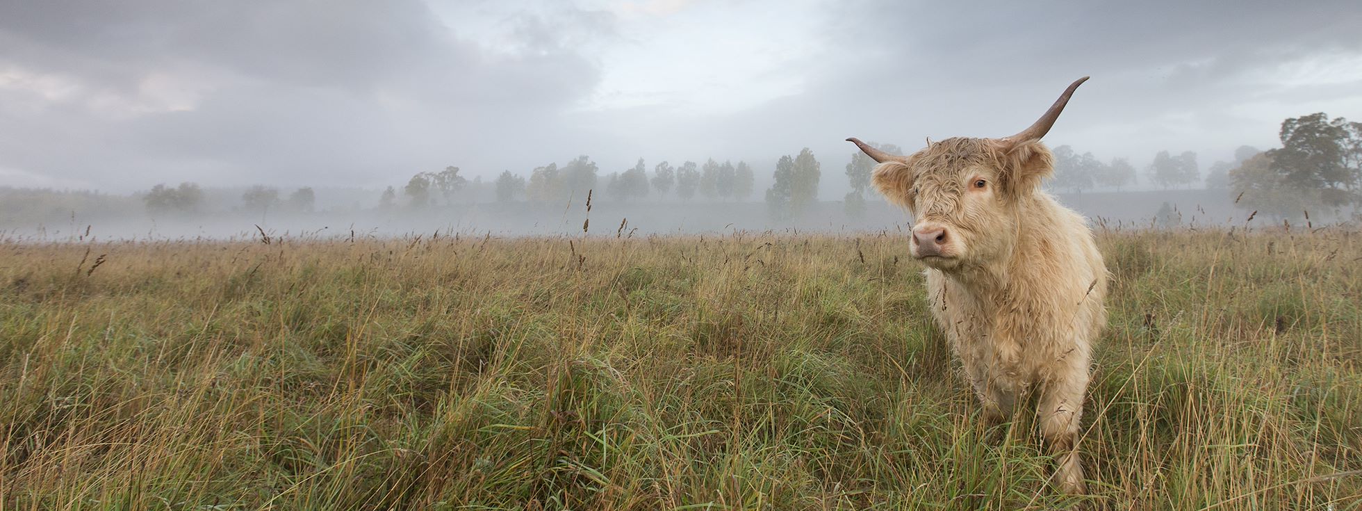Our Story Cow Our Story Cow